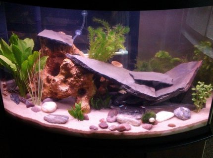 57 gallons planted tank (mostly live plants and fish) - First pic 57 gallons planted tank (mostly live plants and fish) - First pic