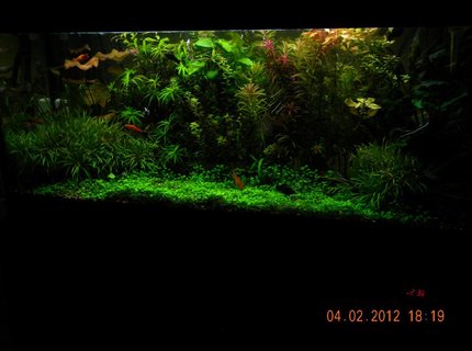 76 gallons planted tank (mostly live plants and fish) 76 gallons planted tank (mostly live plants and fish)
