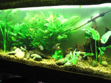 52 gallons planted tank (mostly live plants and fish) - das tank 52 gallons planted tank (mostly live plants and fish) - das tank