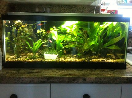 60 gallons planted tank (mostly live plants and fish) - 20 gallon long planted with co2 60 gallons planted tank (mostly live plants and fish) - 20 gallon long planted with co2