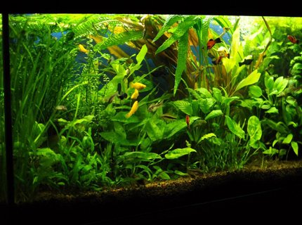 53 gallons planted tank (mostly live plants and fish) - 53 gallons 53 gallons planted tank (mostly live plants and fish) - 53 gallons