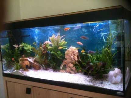 50 gallons planted tank (mostly live plants and fish) - sorry for poor quality! I will try and upload more soon.... 50 gallons planted tank (mostly live plants and fish) - sorry for poor quality! I will try and upload more soon....