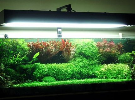 91 gallons planted tank (mostly live plants and fish) - This is how it turned out to be.. 91 gallons planted tank (mostly live plants and fish) - This is how it turned out to be..