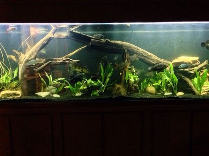 250 gallons planted tank (mostly live plants and fish) - 250g predator tank with a gourami 250 gallons planted tank (mostly live plants and fish) - 250g predator tank with a gourami