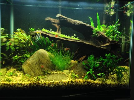 37 gallons planted tank (mostly live plants and fish) - Second planted tank attempt 37 gallons planted tank (mostly live plants and fish) - Second planted tank attempt