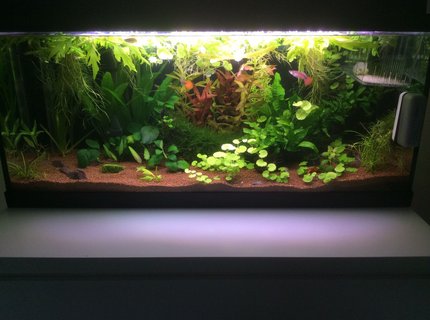 20 gallons planted tank (mostly live plants and fish) - Update of my aquarium. 20 gallons planted tank (mostly live plants and fish) - Update of my aquarium.