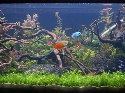 34 gallons planted tank (mostly live plants and fish) - Newly scaped planted tank. 134litres/34gal 34 gallons planted tank (mostly live plants and fish) - Newly scaped planted tank. 134litres/34gal