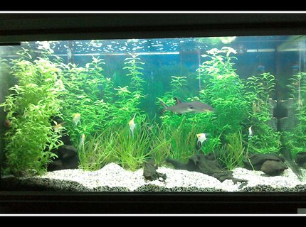 87 gallons planted tank (mostly live plants and fish) - Tropical planted freshwater 87 gallons planted tank (mostly live plants and fish) - Tropical planted freshwater