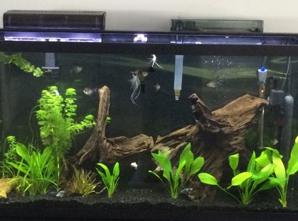 60 gallons planted tank (mostly live plants and fish) - Planted tank with white and blue light from a satellite freshwater light. 60 gallons planted tank (mostly live plants and fish) - Planted tank with white and blue light from a satellite freshwater light.