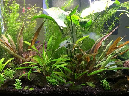20 gallons planted tank (mostly live plants and fish) - Here's my 20 gal. If I was braver, I'd go bigger! 20 gallons planted tank (mostly live plants and fish) - Here's my 20 gal. If I was braver, I'd go bigger!