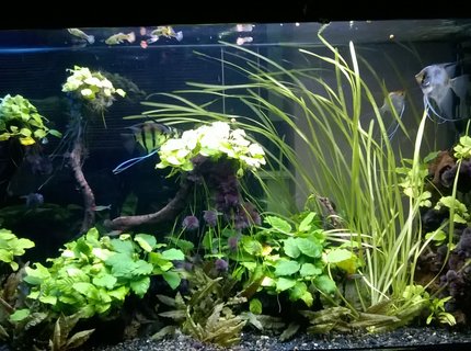 90 gallons planted tank (mostly live plants and fish) - Bullet shape 90gal tank. 90 gallons planted tank (mostly live plants and fish) - Bullet shape 90gal tank.