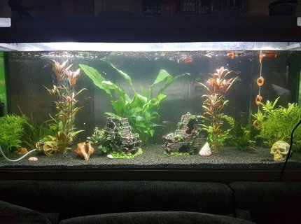 44 gallons planted tank (mostly live plants and fish) - Full view of our fresh water planted fish tank 44 gallons planted tank (mostly live plants and fish) - Full view of our fresh water planted fish tank