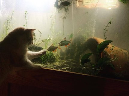 220 gallons planted tank (mostly live plants and fish) - cat want a taste of the south asian fishiies 220 gallons planted tank (mostly live plants and fish) - cat want a taste of the south asian fishiies