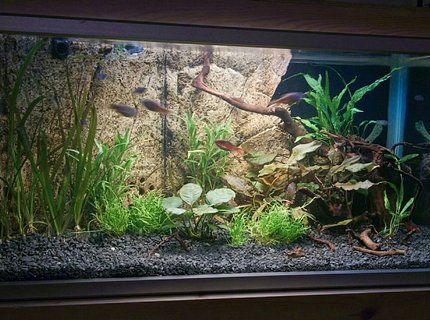 20 gallons planted tank (mostly live plants and fish) - Back in the hobby after a 10 year break, with a new setup. Can't wait for it to mature. 20 gallons planted tank (mostly live plants and fish) - Back in the hobby after a 10 year break, with a new setup. Can't wait for it to mature.