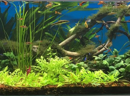 100 gallons planted tank (mostly live plants and fish) - June 2017 100 gallons planted tank (mostly live plants and fish) - June 2017