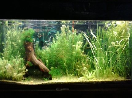 135 gallons planted tank (mostly live plants and fish) - My first planted tank. my first shrimp tank, and the first time my albino cories had babies that survived. 135 gallons planted tank (mostly live plants and fish) - My first planted tank. my first shrimp tank, and the first time my albino cories had babies that survived.