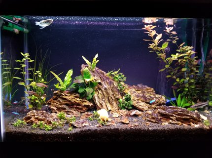 29 gallons planted tank (mostly live plants and fish) - My Tank 29 gallons planted tank (mostly live plants and fish) - My Tank