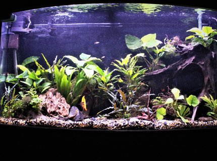 100 gallons planted tank (mostly live plants and fish) - 75 bowfront. 90% anubias. 100 gallons planted tank (mostly live plants and fish) - 75 bowfront. 90% anubias.