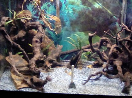 30 gallons planted tank (mostly live plants and fish) - Planted tank 30 gallons planted tank (mostly live plants and fish) - Planted tank