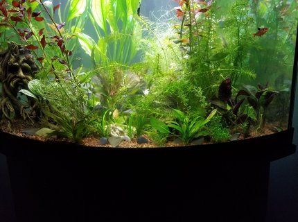 54 gallons planted tank (mostly live plants and fish) - My tank 54 gallons planted tank (mostly live plants and fish) - My tank