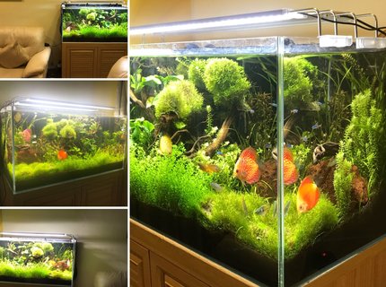 50 gallons planted tank (mostly live plants and fish) - Freshwater Planted Tank 50G #nextfisherman 50 gallons planted tank (mostly live plants and fish) - Freshwater Planted Tank 50G #nextfisherman