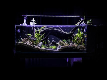 53 gallons planted tank (mostly live plants and fish) - front view of my neon´s tank 53 gallons planted tank (mostly live plants and fish) - front view of my neon´s tank
