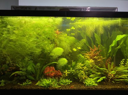 29 gallons planted tank (mostly live plants and fish) - Planted Tank 29 gallons planted tank (mostly live plants and fish) - Planted Tank