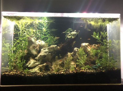 65 gallons planted tank (mostly live plants and fish) - Freshwater community 65 gallons planted tank (mostly live plants and fish) - Freshwater community