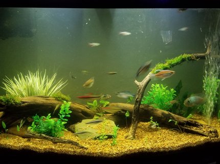 55 gallons planted tank (mostly live plants and fish) - 46 gallon bowfront community tank.
Contains both live and artificial plants. 55 gallons planted tank (mostly live plants and fish) - 46 gallon bowfront community tank.
Contains both live and artificial plants.