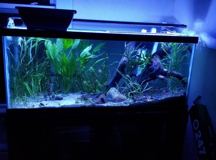 46 gallons planted tank (mostly live plants and fish) - My 75 gallon catfish aquarium 46 gallons planted tank (mostly live plants and fish) - My 75 gallon catfish aquarium