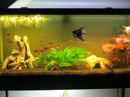 75 gallons planted tank (mostly live plants and fish) - 75 gallon planted tank 75 gallons planted tank (mostly live plants and fish) - 75 gallon planted tank