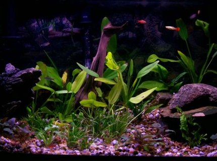 55 gallons planted tank (mostly live plants and fish) - lots of plants 6 diffrent kinds
4 diffrent tetras (16 fish)
3 fancy guppys
2 catfish
love natural look! caves and uneven stones 55 gallons planted tank (mostly live plants and fish) - lots of plants 6 diffrent kinds
4 diffrent tetras (16 fish)
3 fancy guppys
2 catfish
love natural look! caves and uneven stones