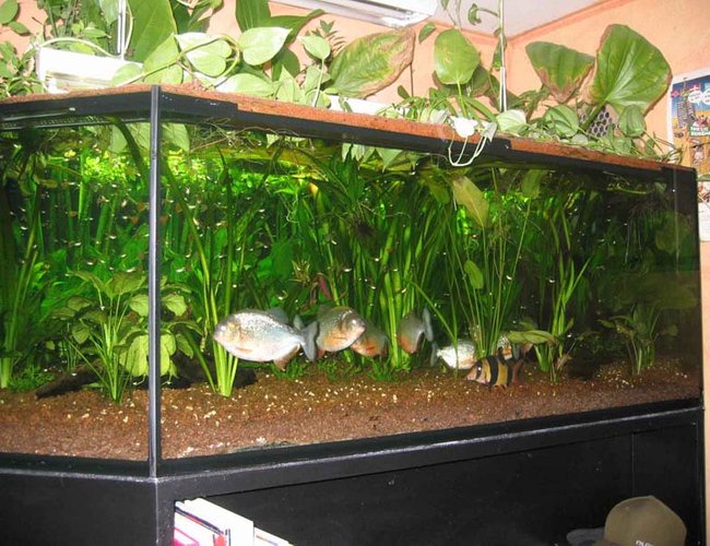 380 gallons planted tank (mostly live plants and fish) - A 400 gallons/1500 l (200*130cm) tank with 10 Piranhas and other fish. 380 gallons planted tank (mostly live plants and fish) - A 400 gallons/1500 l (200*130cm) tank with 10 Piranhas and other fish.