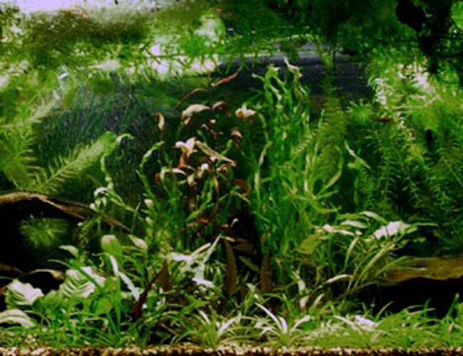 planted tank (mostly live plants and fish) - This is my first heavily planted tank...needs a trim. Sorry about the low res, 75G is too blasted wide for close detail. Yes, there are fish (grin), but blurred with movement. For more pics, stop by my website. planted tank (mostly live plants and fish) - This is my first heavily planted tank...needs a trim. Sorry about the low res, 75G is too blasted wide for close detail. Yes, there are fish (grin), but blurred with movement. For more pics, stop by my website.