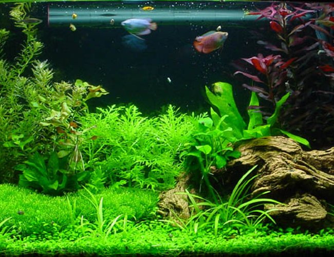 planted tank (mostly live plants and fish) - My first planted tank. planted tank (mostly live plants and fish) - My first planted tank.