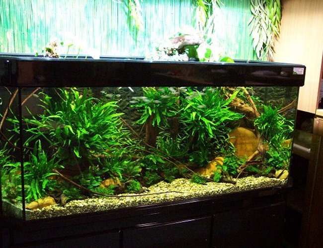 planted tank (mostly live plants and fish) - -Tank size: 160cm x 60cm x 60cm- 580 Liters- Lightning: 2 x 70 Watt HQI (5000 Kelvin)- Date of set up 10.07.03 - PH 7.20Updated picture from the 08.08.03:Fishes: Phenacogrammus interruptus(Congo tetra), Otocinclus affinis and Otocinclus paulinusAlso: Caridina japonica´---------------------------------------------------------------------------- FOR MORE PICTURES CLICK ON THE URL --------------- planted tank (mostly live plants and fish) - -Tank size: 160cm x 60cm x 60cm- 580 Liters- Lightning: 2 x 70 Watt HQI (5000 Kelvin)- Date of set up 10.07.03 - PH 7.20Updated picture from the 08.08.03:Fishes: Phenacogrammus interruptus(Congo tetra), Otocinclus affinis and Otocinclus paulinusAlso: Caridina japonica´---------------------------------------------------------------------------- FOR MORE PICTURES CLICK ON THE URL ---------------