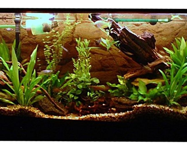 planted tank (mostly live plants and fish) - This is a 55g tank with a 2217 and a 2213 Eheim filter. Presserized CO2, and a pinpoint ph monitor. planted tank (mostly live plants and fish) - This is a 55g tank with a 2217 and a 2213 Eheim filter. Presserized CO2, and a pinpoint ph monitor.