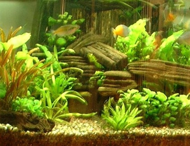 54 gallons planted tank (mostly live plants and fish) - 54g Bowfront Corner Tank
6 Boesmani Rainbows
5 Clown Loaches
1 Gold Nugget Pleco
2 Gold Algae Eaters
Ehiem Canister Filter
Ebo Jager
CO2 w/ aquamedic diffuser
3x55w Power Compact lighting
Sorry, the pic quality stinks! 54 gallons planted tank (mostly live plants and fish) - 54g Bowfront Corner Tank
6 Boesmani Rainbows
5 Clown Loaches
1 Gold Nugget Pleco
2 Gold Algae Eaters
Ehiem Canister Filter
Ebo Jager
CO2 w/ aquamedic diffuser
3x55w Power Compact lighting
Sorry, the pic quality stinks!