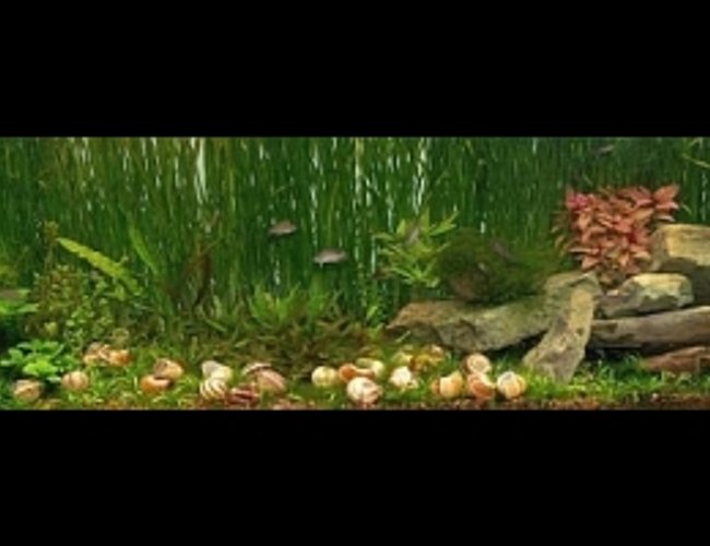 planted tank (mostly live plants and fish) - 125 gallon Tanganyikan community tank with Neolamprologus similis, Chalinochromis sp. "Ndobhoi," and Cyprichromis leptosoma "Utinta." The numerous shells littering the bottom are for the similis and are a necessary part of keeping these fish. planted tank (mostly live plants and fish) - 125 gallon Tanganyikan community tank with Neolamprologus similis, Chalinochromis sp. "Ndobhoi," and Cyprichromis leptosoma "Utinta." The numerous shells littering the bottom are for the similis and are a necessary part of keeping these fish.