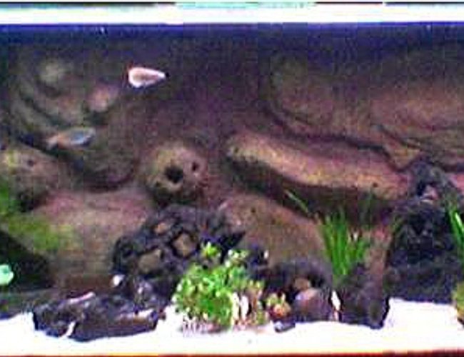 69 gallons planted tank (mostly live plants and fish) - this is my medium planted tanganyikan tank. black lava rocks are drilled with holes to simulate holey rock look without the added weight. a couple of river rock, fine gravel substrate and a few plants together with a DIY background 69 gallons planted tank (mostly live plants and fish) - this is my medium planted tanganyikan tank. black lava rocks are drilled with holes to simulate holey rock look without the added weight. a couple of river rock, fine gravel substrate and a few plants together with a DIY background