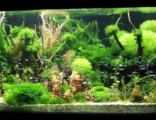 122 gallons planted tank (mostly live plants and fish) - Grove 122 gallons planted tank (mostly live plants and fish) - Grove