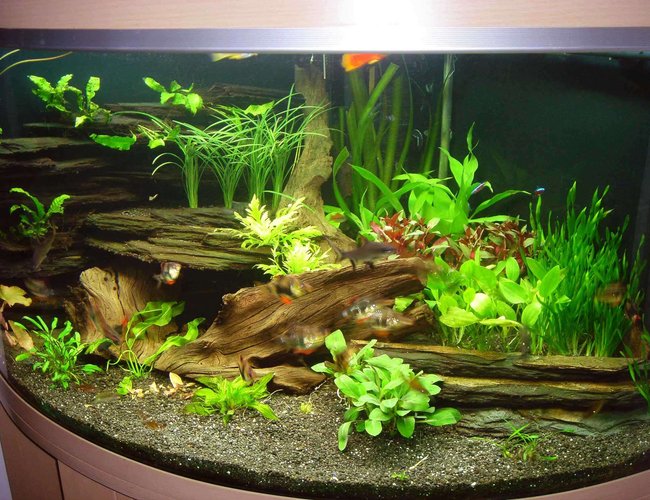 80 gallons planted tank (mostly live plants and fish) - Another angle of my 350 lt corner tank 80 gallons planted tank (mostly live plants and fish) - Another angle of my 350 lt corner tank