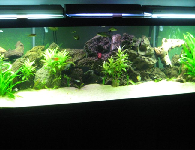 125 gallons planted tank (mostly live plants and fish) - 125 gallon planted with rock & wood 125 gallons planted tank (mostly live plants and fish) - 125 gallon planted with rock & wood