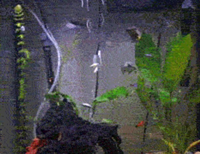 33 gallons planted tank (mostly live plants and fish) - My tank as of July 27th, 2007
this picture is outdated but it shows my eels nicely. 33 gallons planted tank (mostly live plants and fish) - My tank as of July 27th, 2007
this picture is outdated but it shows my eels nicely.