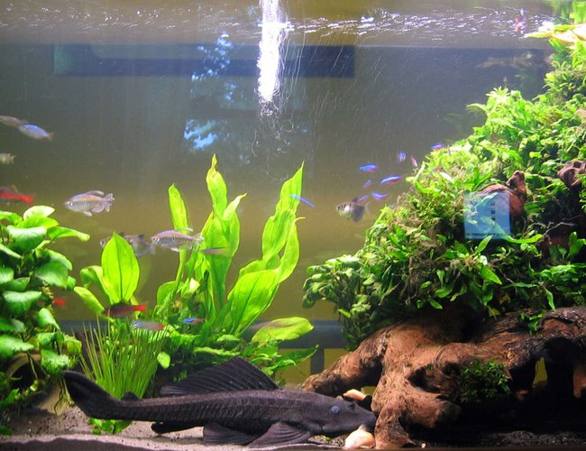 79 gallons planted tank (mostly live plants and fish) - Harry's Home;
Java fern & Anubias planted over large pieces of bogwood gives a nice hiding place for Harry the 18" Plec 79 gallons planted tank (mostly live plants and fish) - Harry's Home;
Java fern & Anubias planted over large pieces of bogwood gives a nice hiding place for Harry the 18" Plec