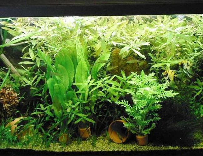 98 gallons planted tank (mostly live plants and fish) - My 54gal, acclimatizing new plants. There are fish in there, honest. 98 gallons planted tank (mostly live plants and fish) - My 54gal, acclimatizing new plants. There are fish in there, honest.
