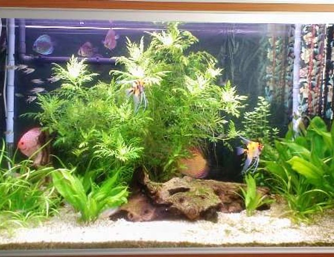 98 gallons planted tank (mostly live plants and fish) - Sorry about the curtain reflection.... 98 gallons planted tank (mostly live plants and fish) - Sorry about the curtain reflection....