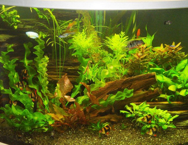 80 gallons planted tank (mostly live plants and fish) - My tank 6 weeks after first pics 80 gallons planted tank (mostly live plants and fish) - My tank 6 weeks after first pics