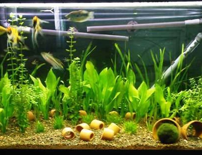 98 gallons planted tank (mostly live plants and fish) - Latest incarnation of my 54gal.
Fluval 305+205 with bio media from other tanks, CO2, Substrate is 2 thirds flourite 1 third blk gravel from another tank, 200w Rena heater, various grasses and swords, clay pots for the cats and kribs. Only 2 weeks old, cycled and lush! 98 gallons planted tank (mostly live plants and fish) - Latest incarnation of my 54gal.
Fluval 305+205 with bio media from other tanks, CO2, Substrate is 2 thirds flourite 1 third blk gravel from another tank, 200w Rena heater, various grasses and swords, clay pots for the cats and kribs. Only 2 weeks old, cycled and lush!