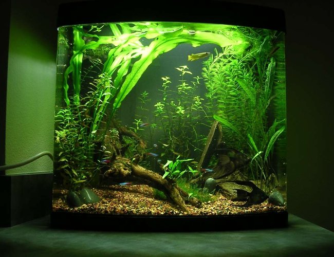 24 gallons planted tank (mostly live plants and fish) - This is my first planted tank, that i've been slowly working on for just over 6 months. The windelov's fern grows so fast and so big i'm just letting it float until i decide what to do with it. The first few months everything grew so slow i was disappointed but in the past few months everything grows so fast i'm overwhelmed. i've redesigned the tank half a dozen times trying to keep up with the plant growth as it continues to exceed my expecations. 24 gallons planted tank (mostly live plants and fish) - This is my first planted tank, that i've been slowly working on for just over 6 months. The windelov's fern grows so fast and so big i'm just letting it float until i decide what to do with it. The first few months everything grew so slow i was disappointed but in the past few months everything grows so fast i'm overwhelmed. i've redesigned the tank half a dozen times trying to keep up with the plant growth as it continues to exceed my expecations.